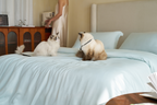 Pet Hair Resistant Bamboo Bedding – Cooling Sheet Set